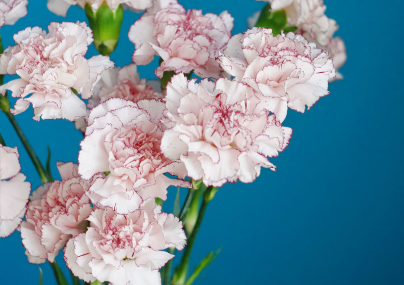 Tulips to lilies 8 romantic flowers that aren't roses