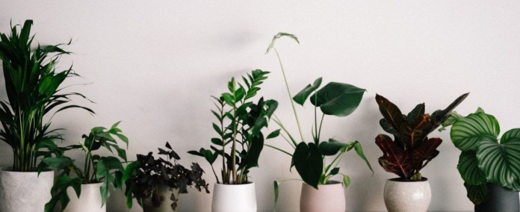 These are the best indoor plants and herbs for positive mental health
