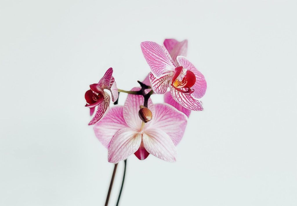 How luxury beauty brands are using flowers in their skincare lines