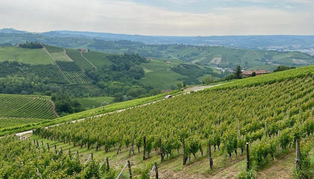 The beauties and the beasts of Barolo and Barbaresco wine