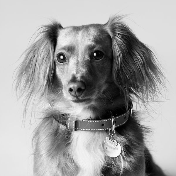 Celine introduces new dog accessories for Winter 2023