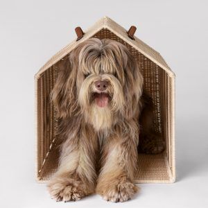 Celine introduces new dog accessories for Winter 2023