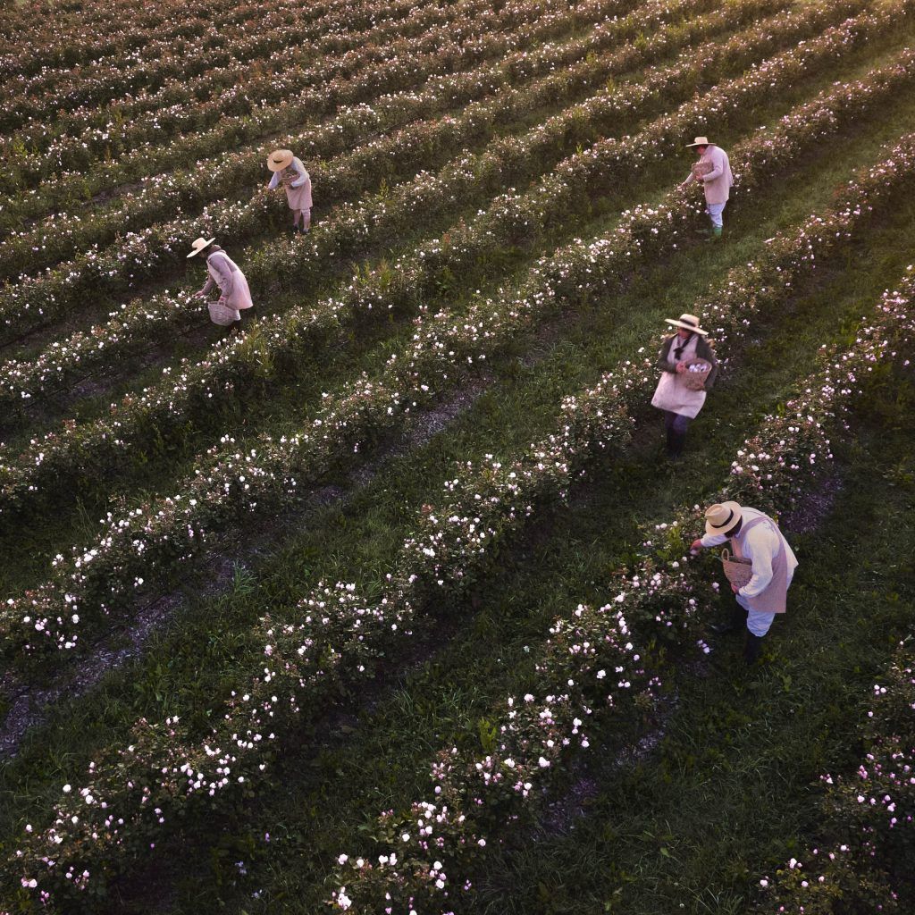 Farm to face: Why high-end cosmetic companies like Chanel and Dior are growing and farming their own components