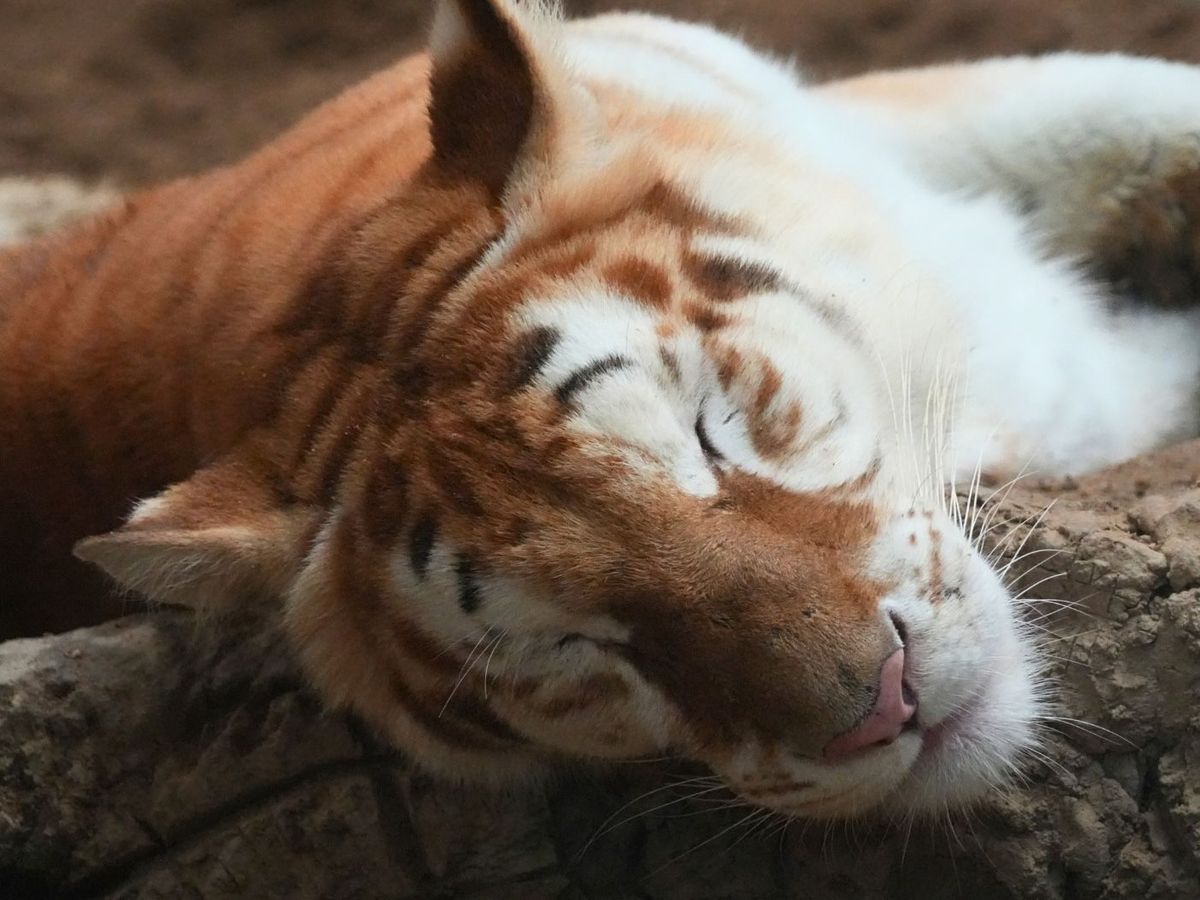siberian mousse hd How to See the Golden Tiger of Ava, Chiang Mai Night Safari
