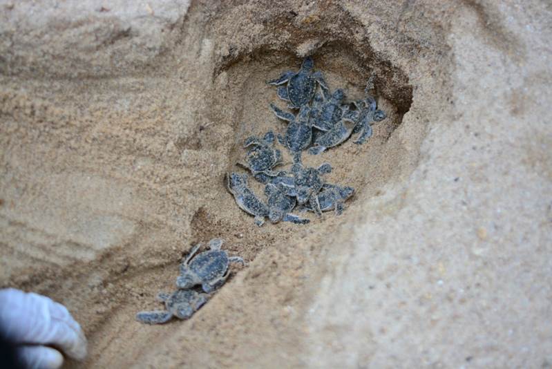 200 baby turtles were born at Banyan Tree Samui, and you can watch the video here