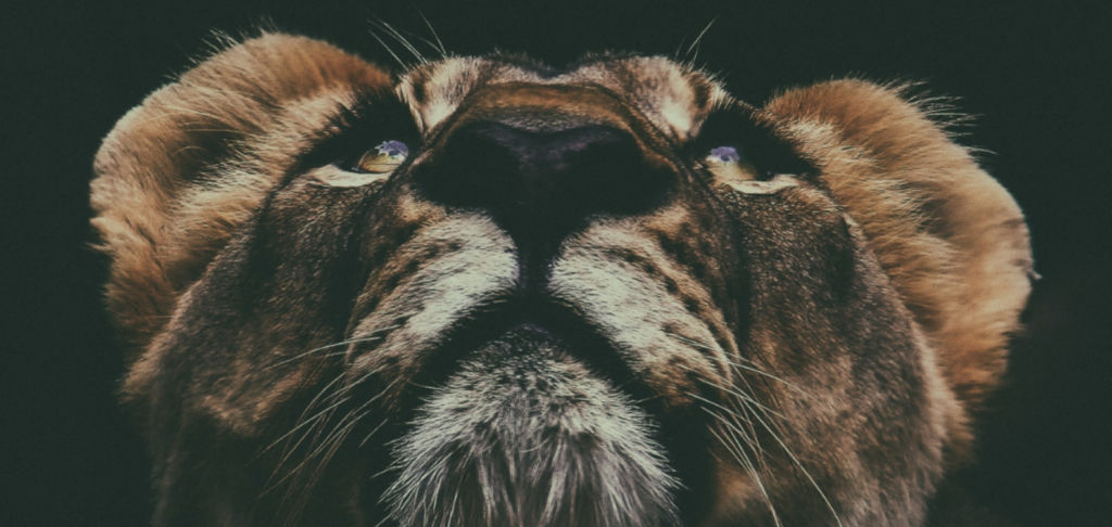 Cartier joins The Lion’s Share Fund to fight for conserving nature globally