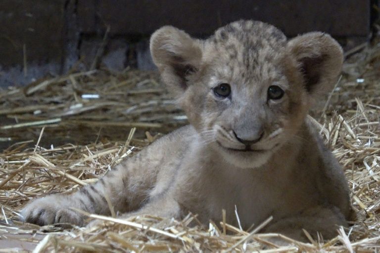 Lion cub Simba born in Singapore via artificial insemination