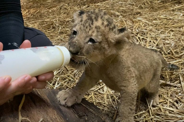 Meet Simba, the lion cub born in Singapore through artificial insemination