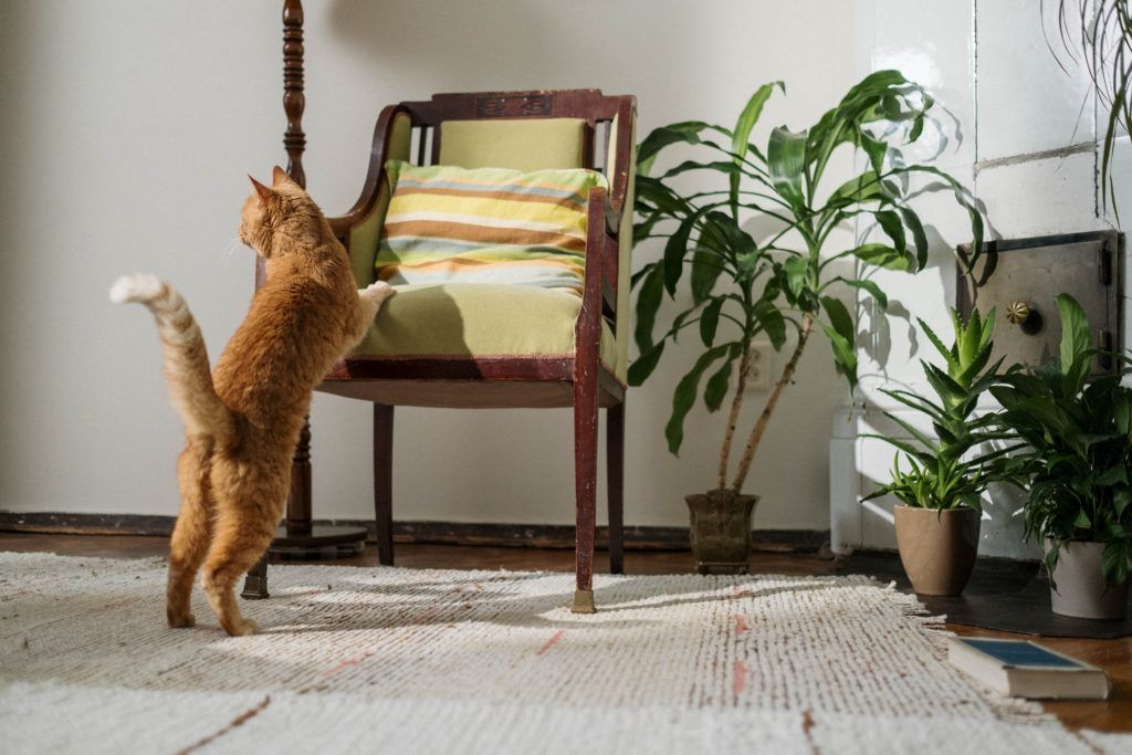 Find the house plant you should get based on your zodiac sign