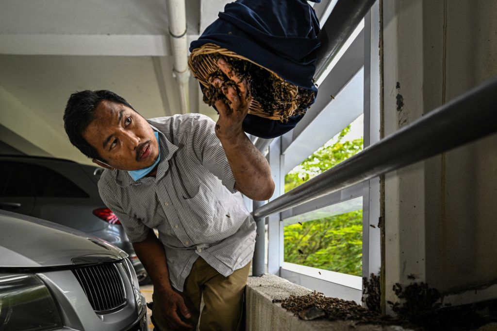 Saving Malaysia’s bees for ‘future generations’, one nest at a time