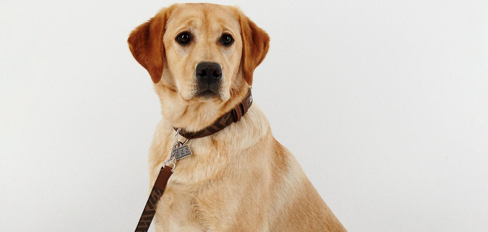 Staerough Dog Collarluxury Dog Collar Dogs Pets Made in 