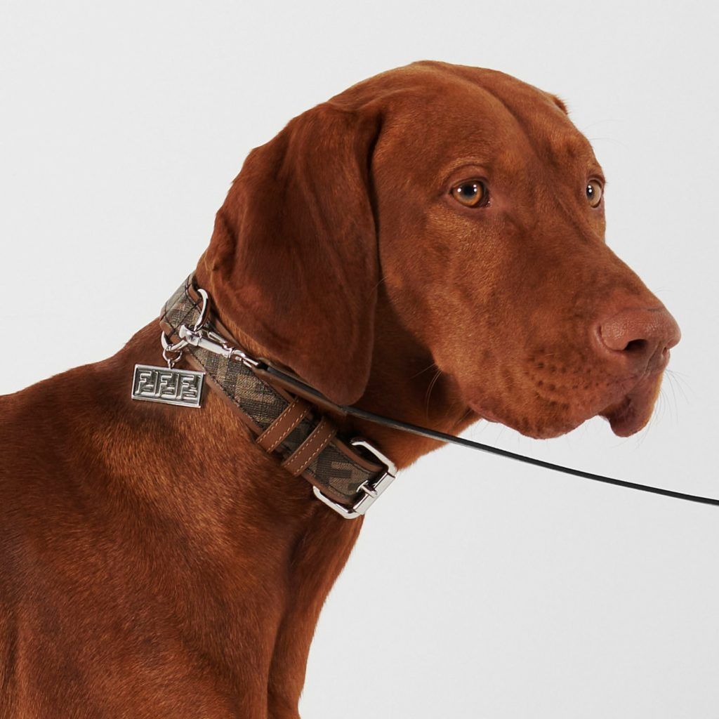 Designer Dog Collars & Clothes For Stylish Pet Owners, Editorialist