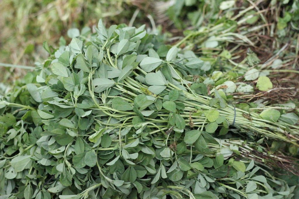 5 Fenugreek Health Benefits You Should Know About