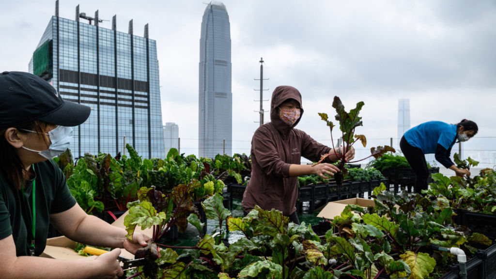Gardens in the sky: Hong Kong’s urban farms are on the rise