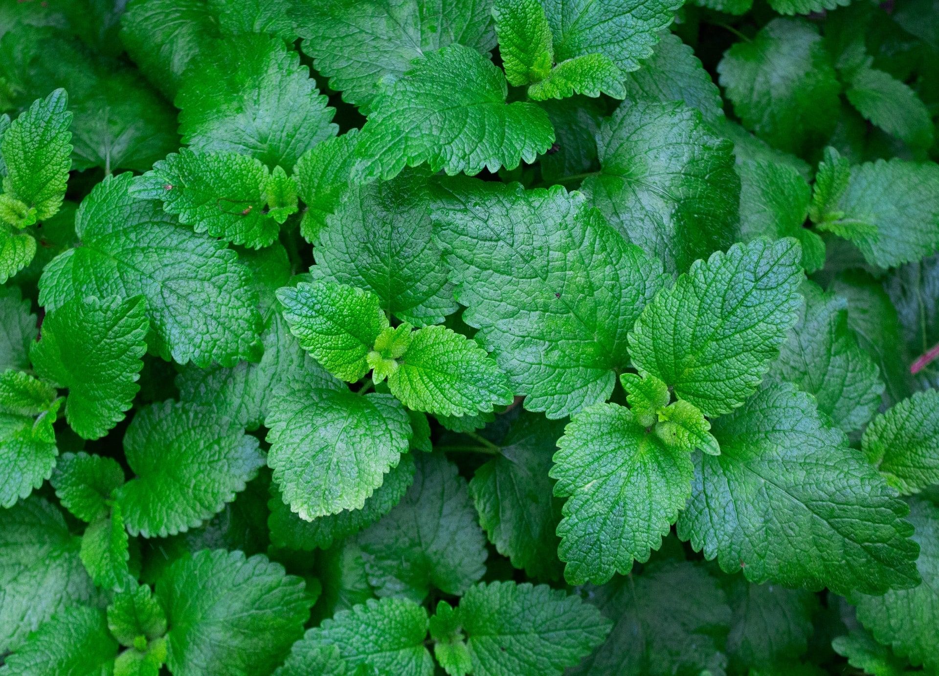 edible plants to grow
