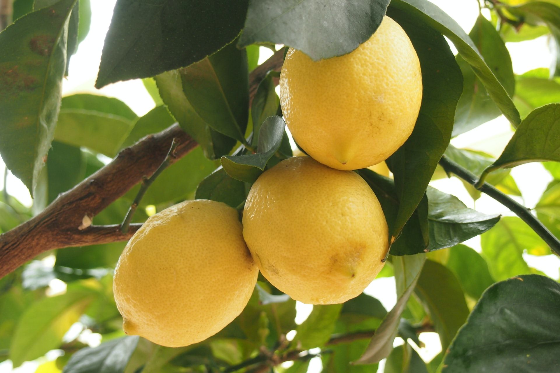 edible plants to grow