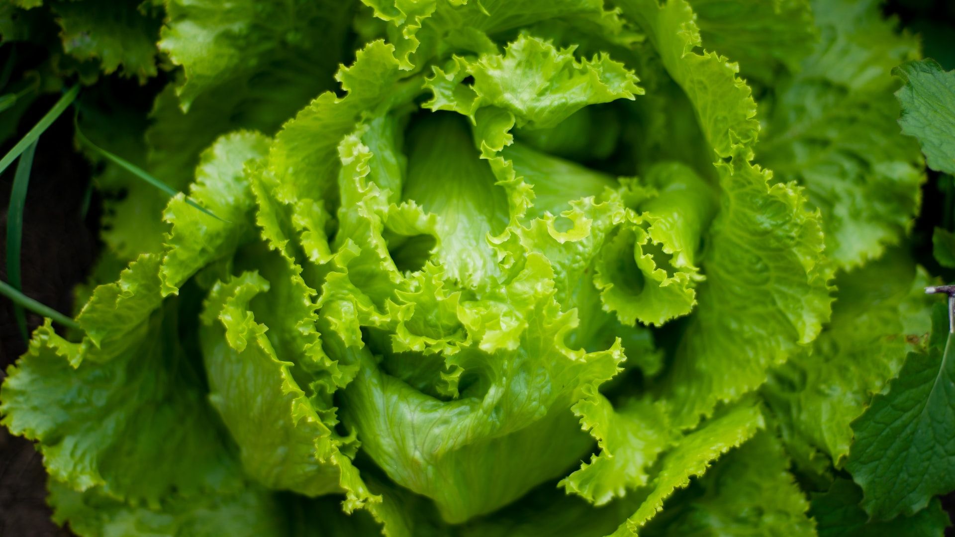 edible plants to grow