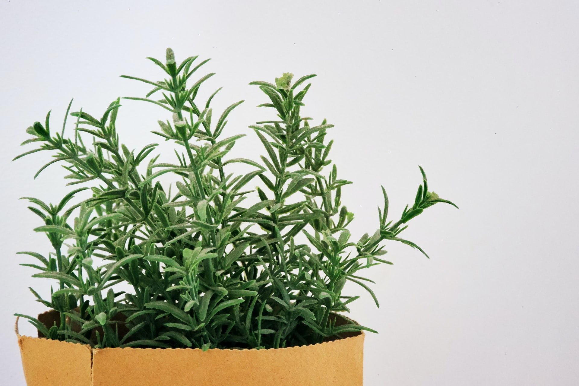 Rosemary - edible plants to grow