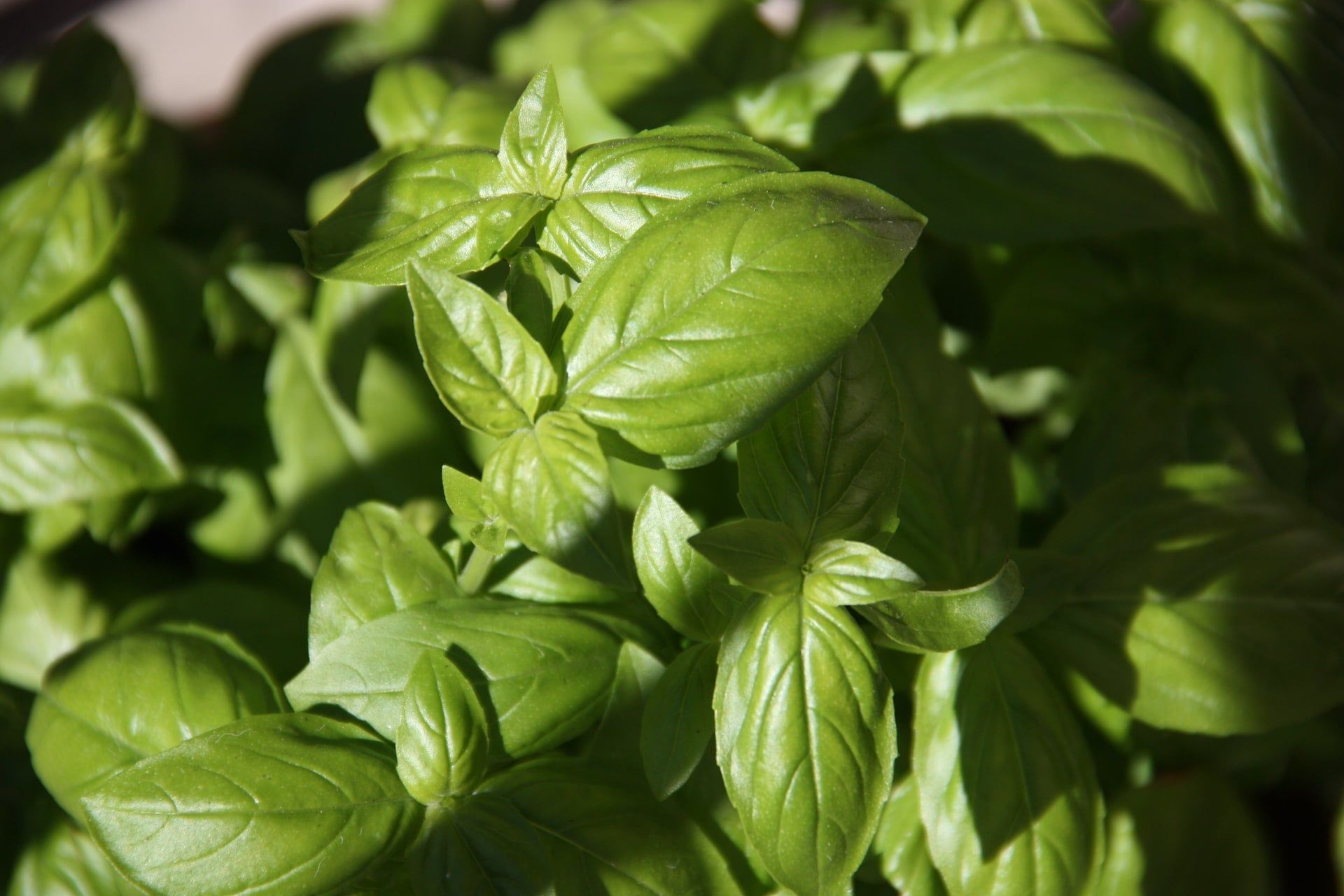 Basil - edible plants to grow