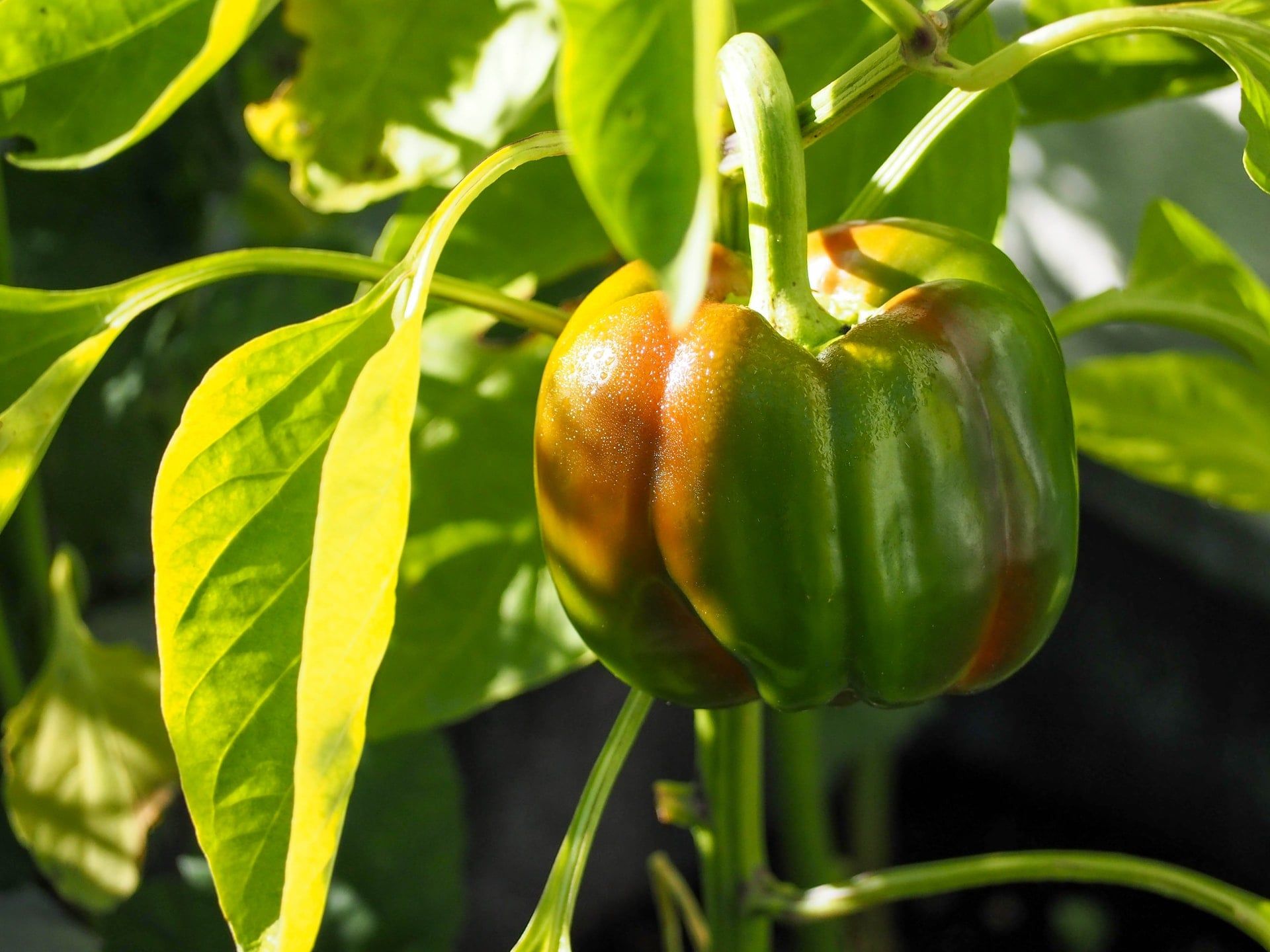 edible plants to grow