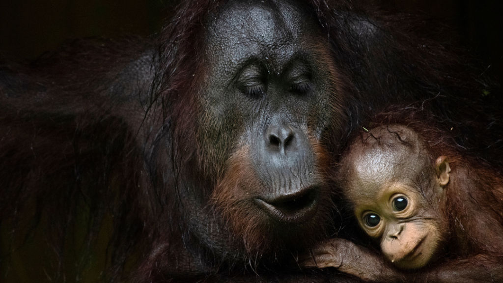 Eden: Untamed Planet by BBC Earth explores the Borneo rainforests