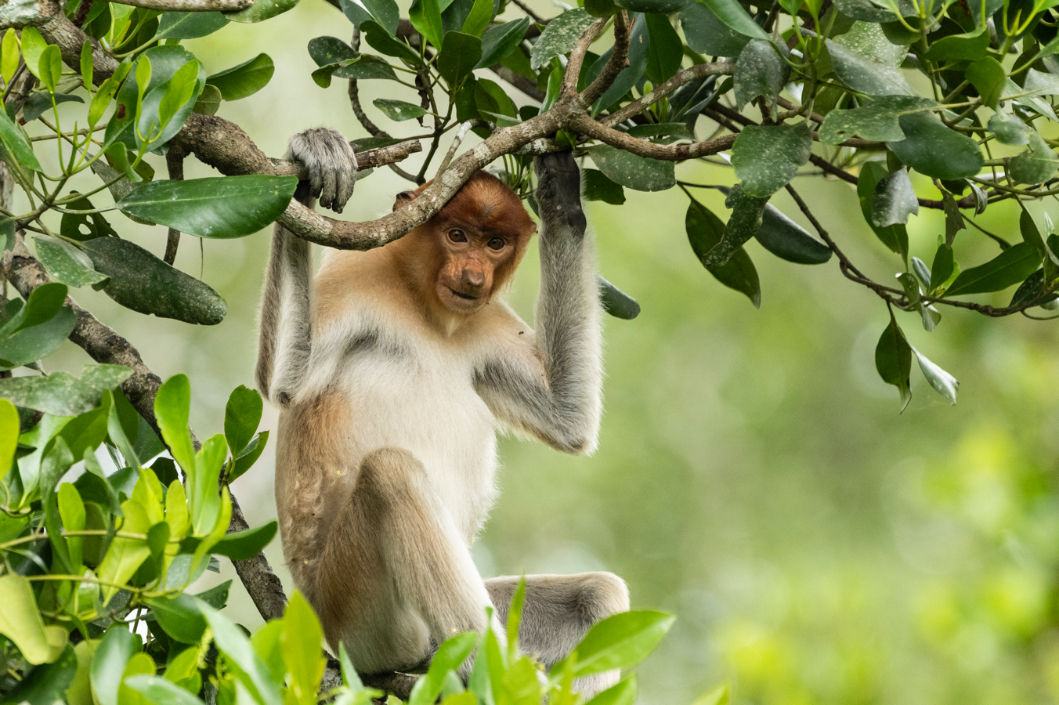 Eden Untamed by BBC Earth explores the Borneo rainforests