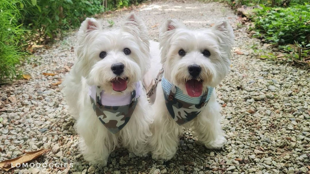 Pet influencers on the rise in Singapore