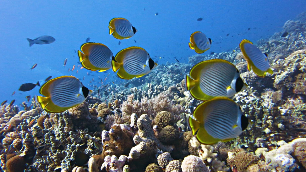 9 islands near Kota Kinabalu for diving, luxury & dugong-sighting