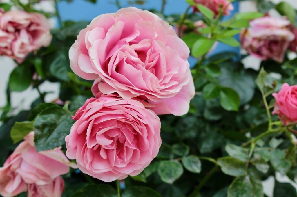 Your complete guide to fertilising roses for vibrant, beautiful blooms