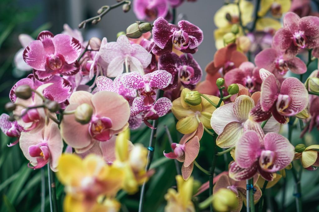 How to choose the best orchid fertiliser, according to an expert