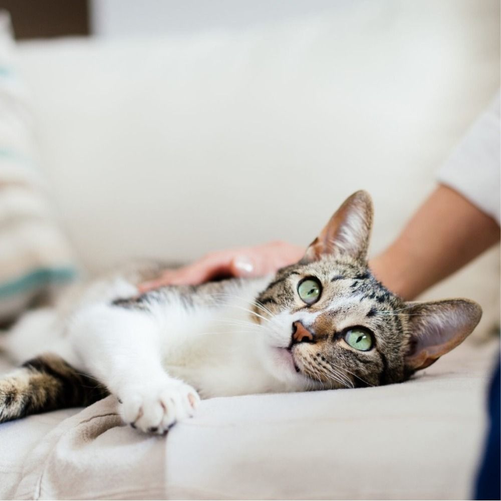 Most of us prioritise our pets’ physical and mental health over our own, a new study finds