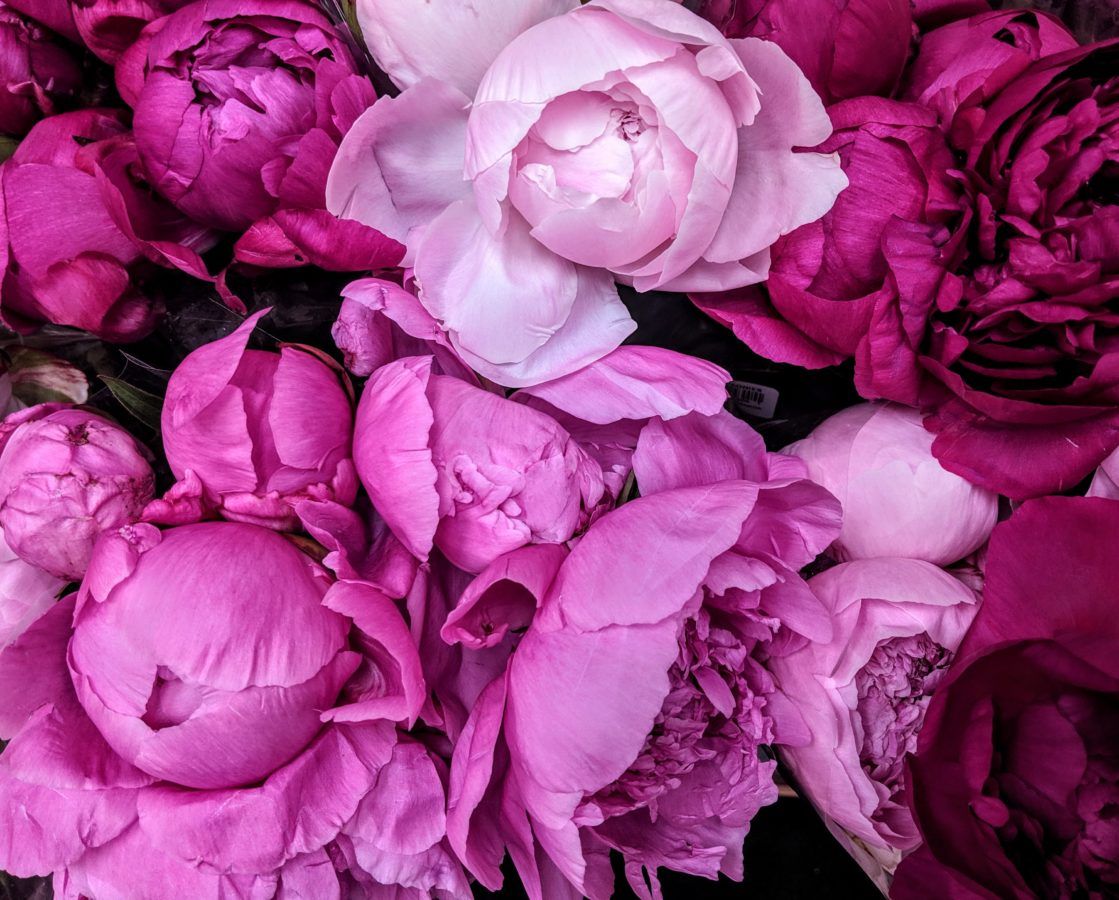 8 romantic flowers for Valentine's Day that aren't roses