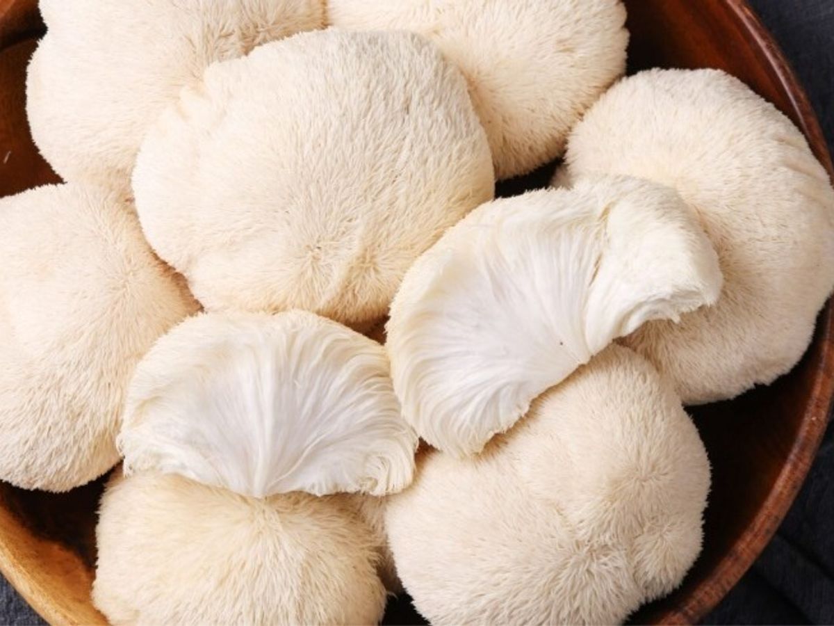 Lion Mane Mushroom Malaysia