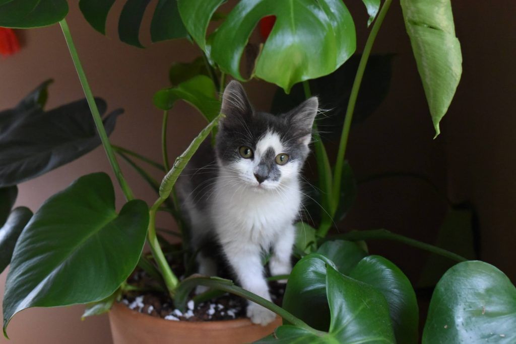 10 indoor plants that are safe for your pets