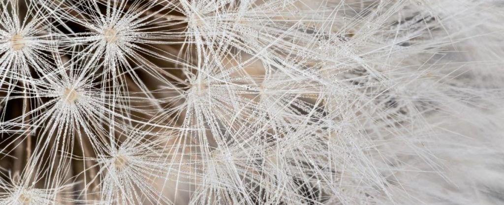 Fashion’s latest innovation includes milk, dandelions, spider silk