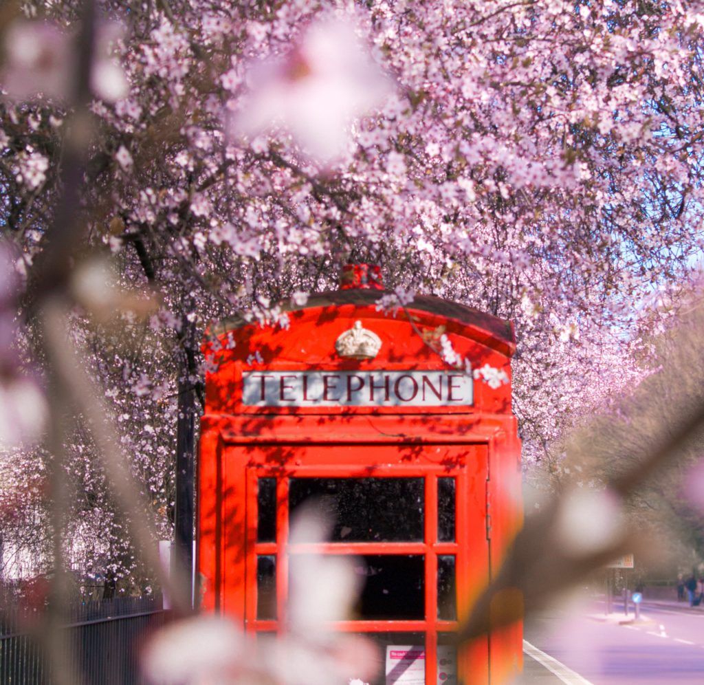 cherry blossoms cherry blossom London England 