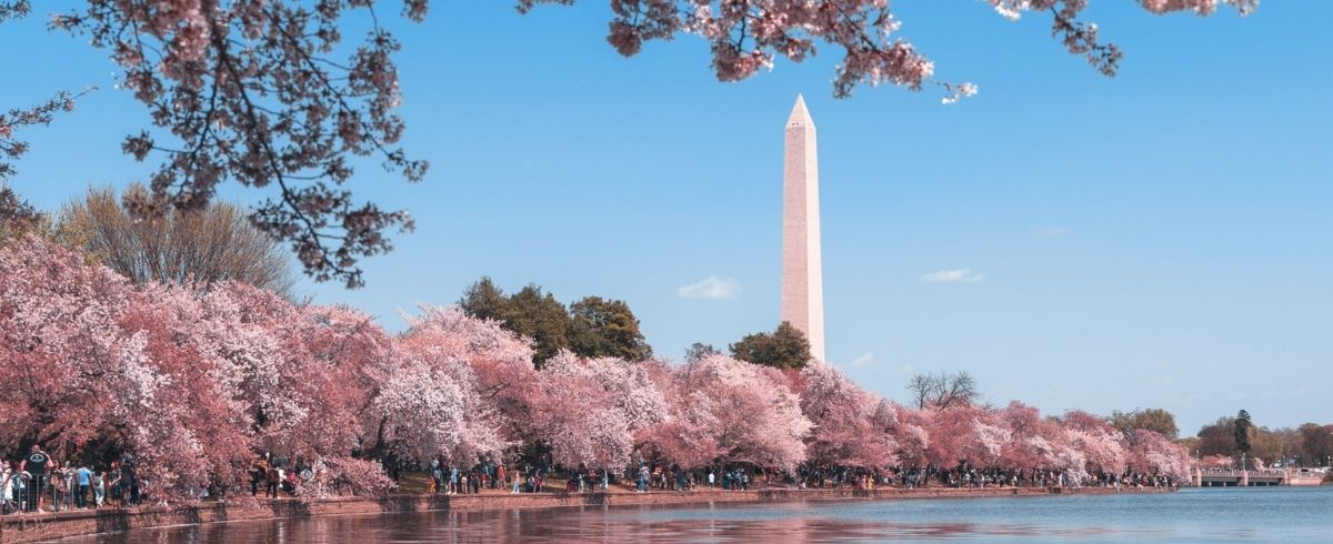Catch the beautiful cherry blossom season at these 7 locations outside Japan
