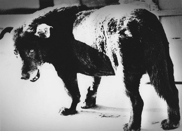 Asian photographers on Instagram: Daido Moriyama