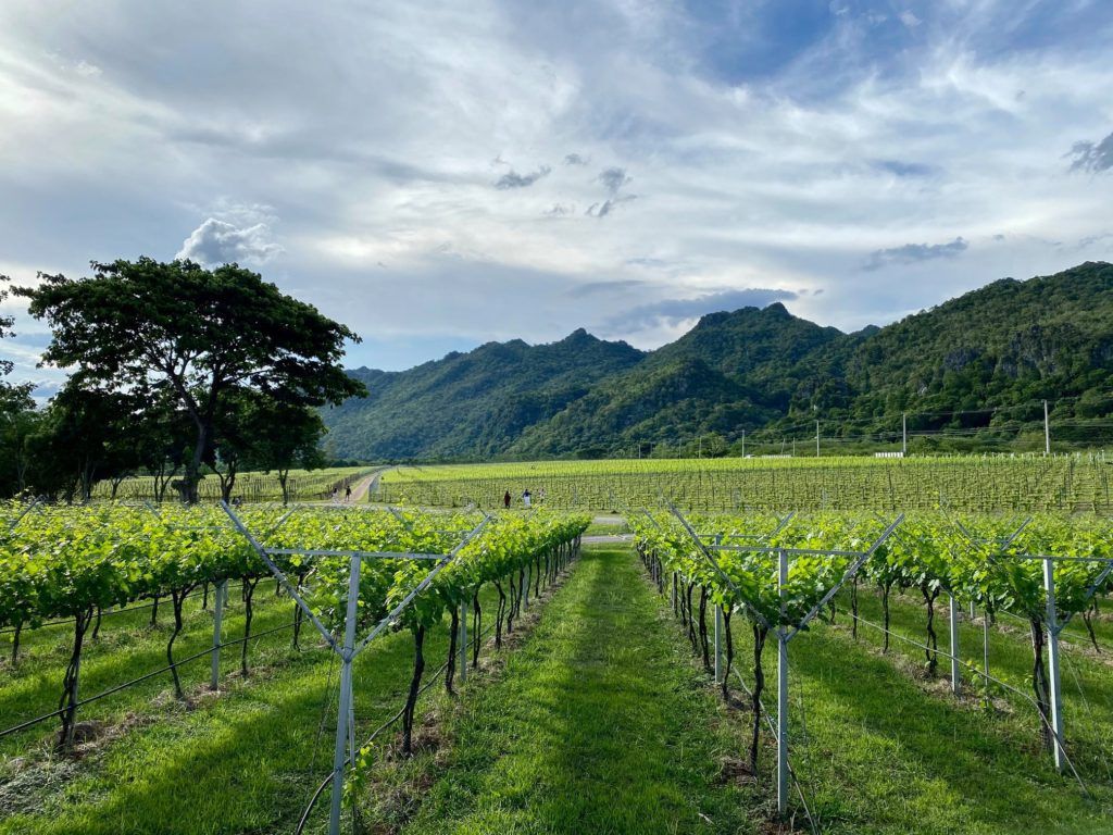 vineyards in thailand 