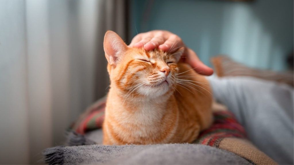 Owning a cat may reduce your risk of heart attack and stroke, study says