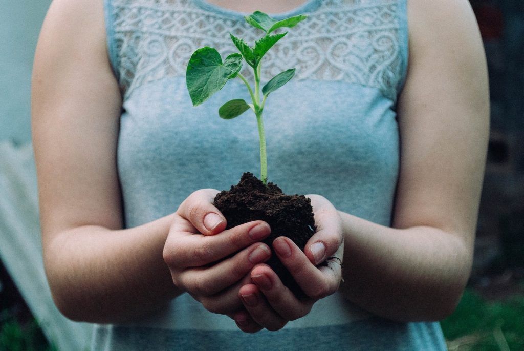 Plant Trees