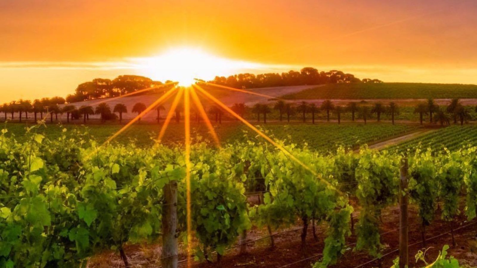 9 top wineries in Australia that should be on your bucket list