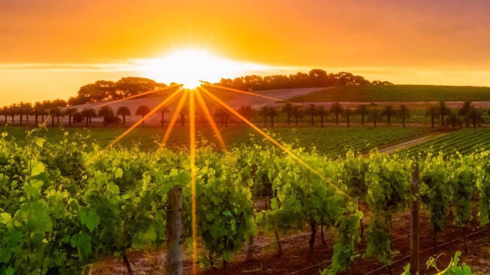 Best Australian vineyard: Seppeltsfield