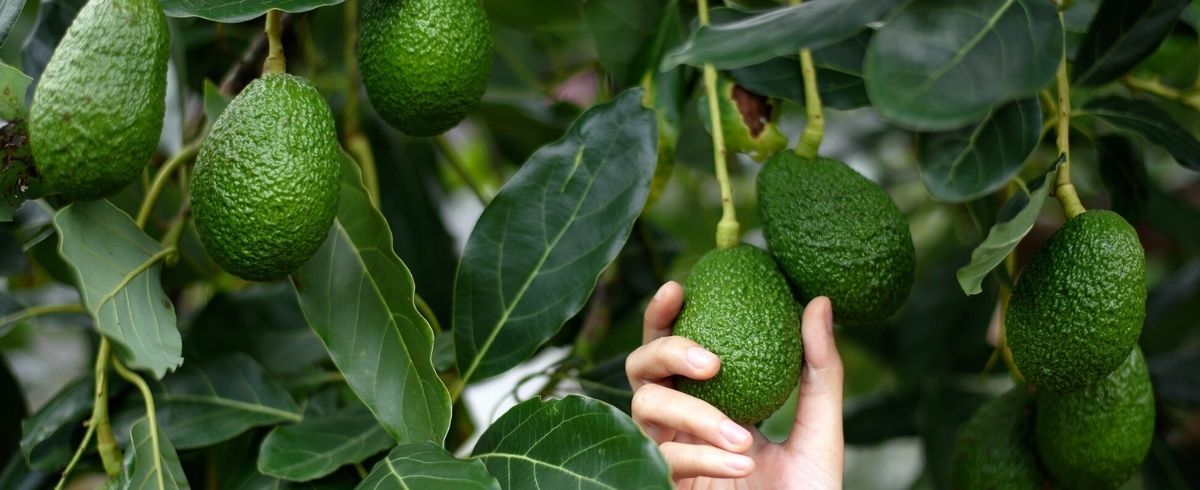 Yes, you can grow a fruit-producing avocado tree from its pit—no matter where you live