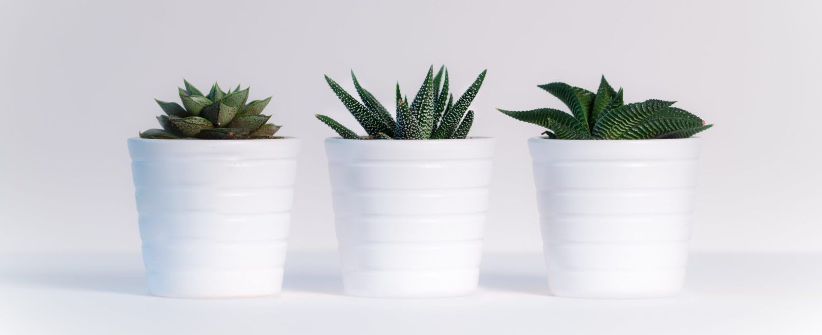 Low maintenance indoor plants to freshen up your home