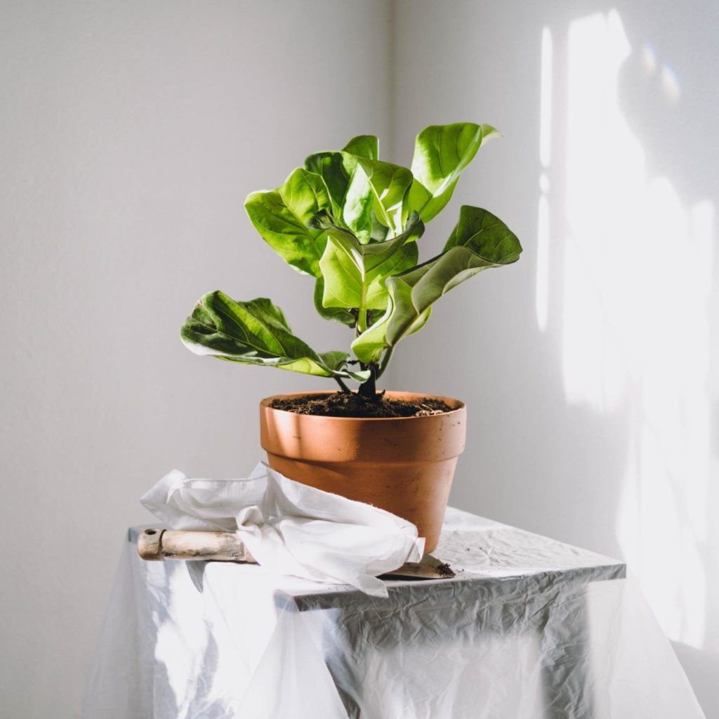 Low maintenance indoor plants to freshen up your home