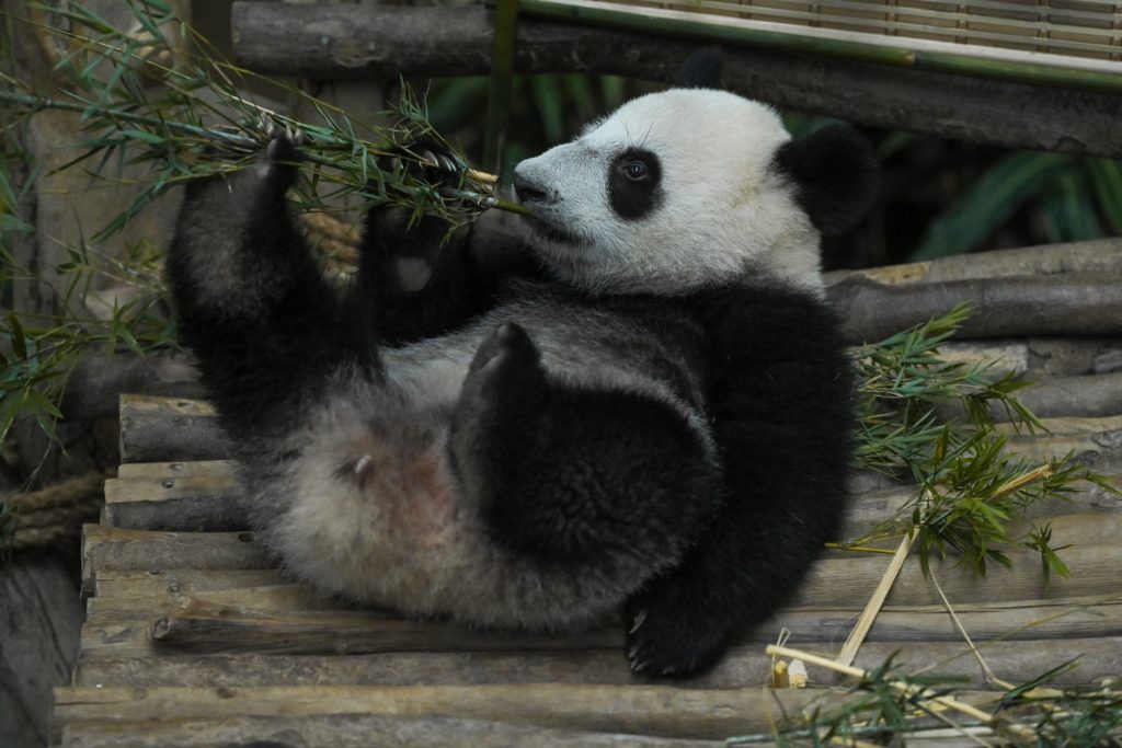 Panda in Malaysia