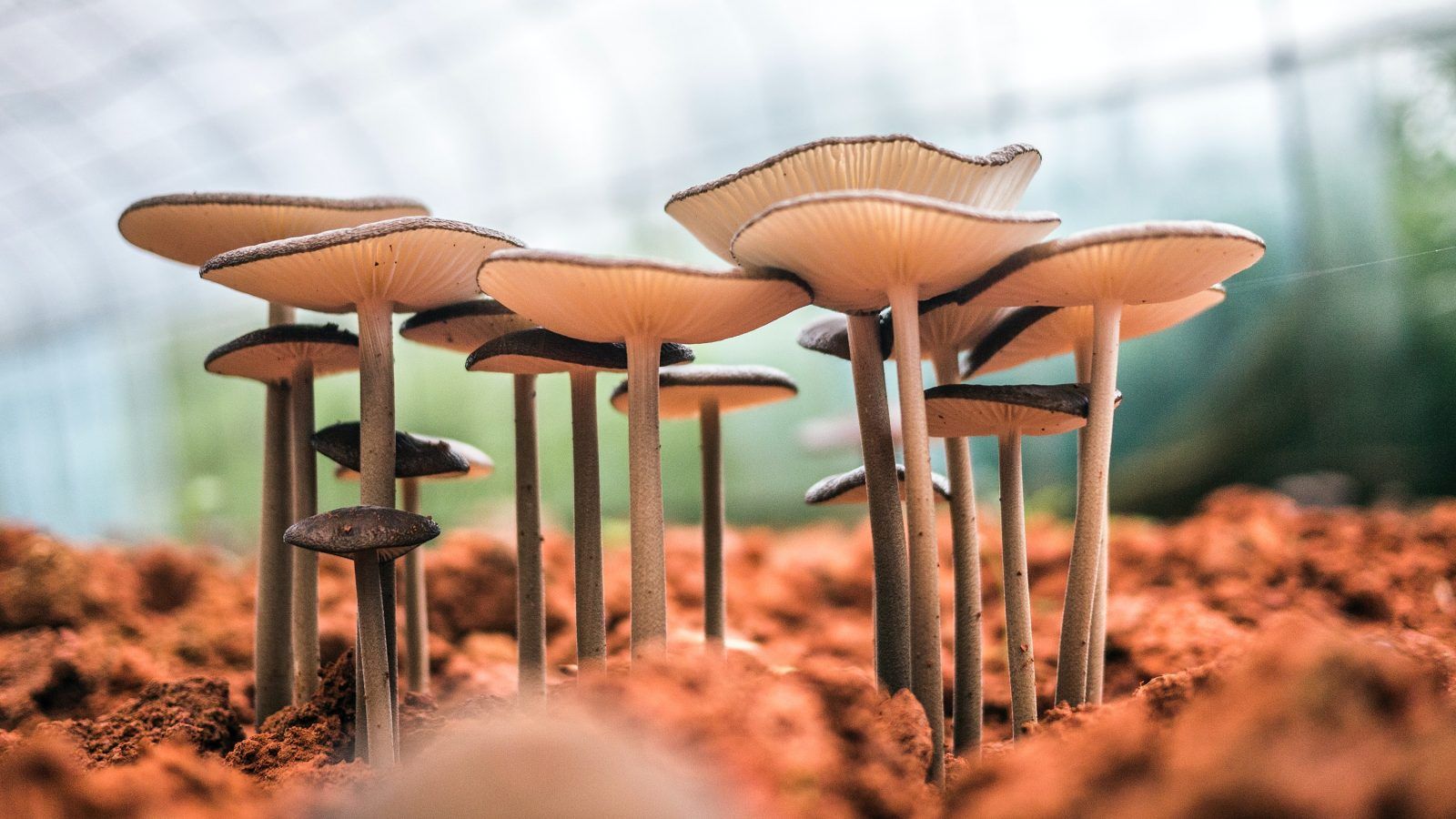 Here’s how mushrooms are changing the face of fashion