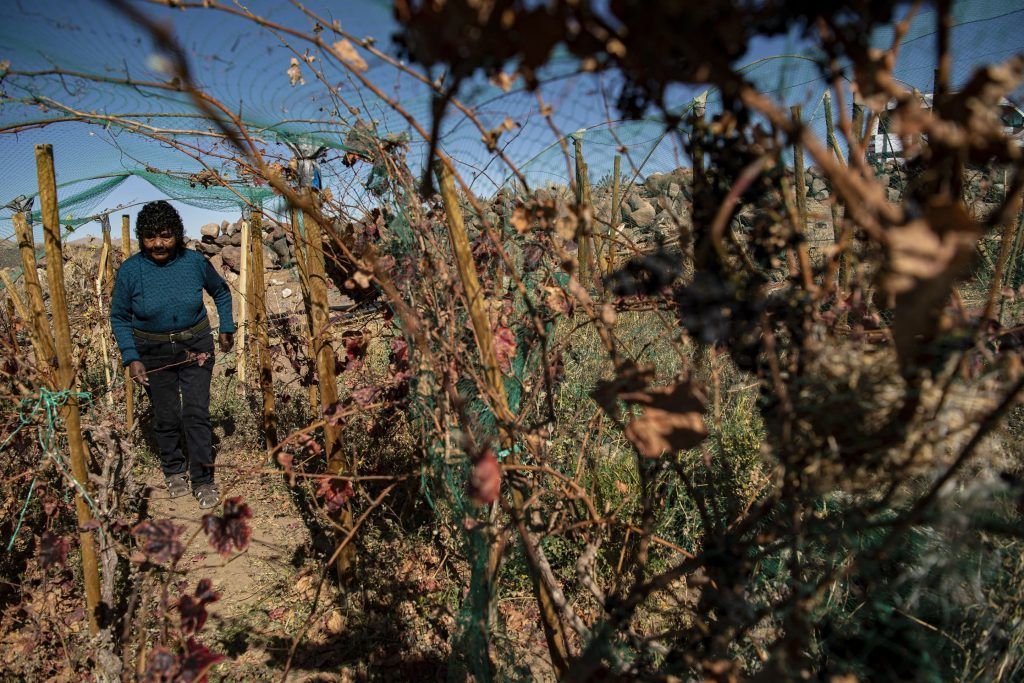 vineyard world's driest desert vineyard atacama