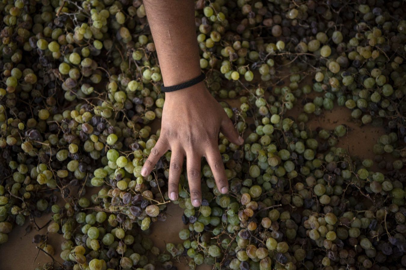 Why and how wine producers are growing grapes in the world’s driest desert